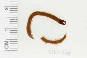 Media type: image;   Invertebrate Zoology CHIL-905 Description: Digital photograph of preserved specimen.;